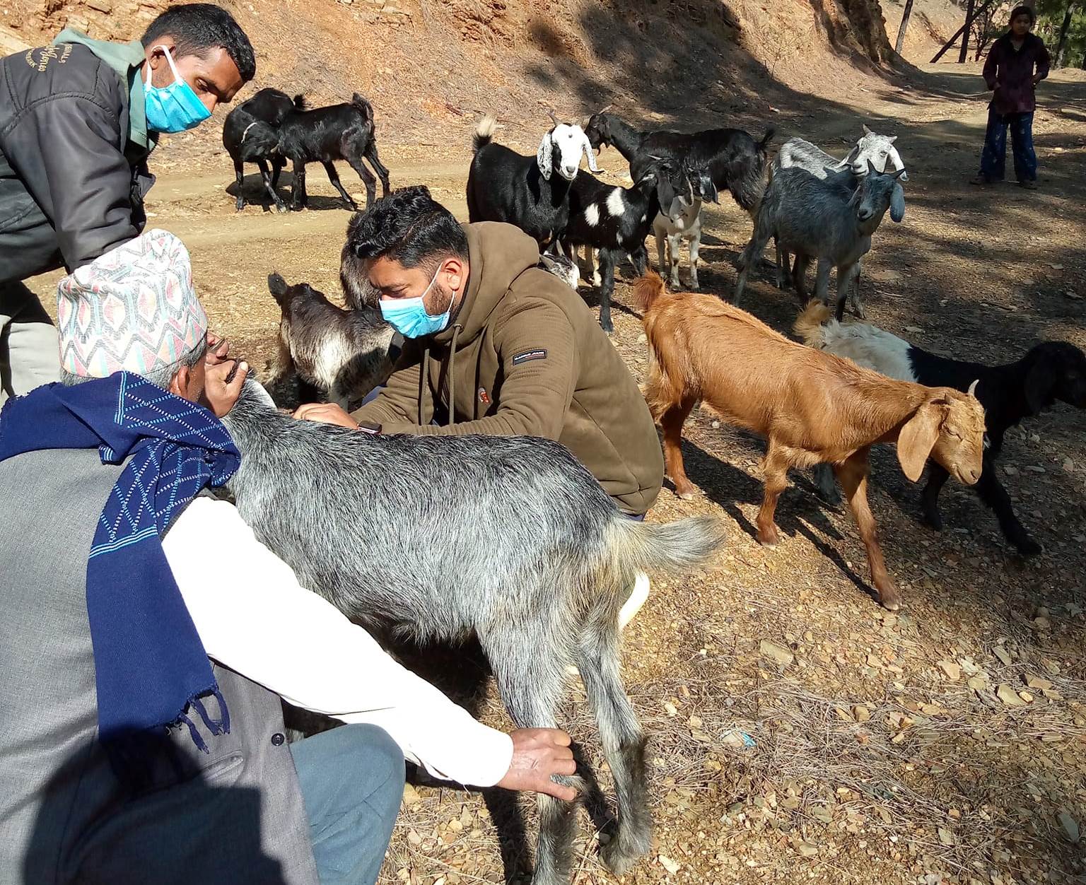 बैतडीमा बाख्रालाई पीपीआर खोप लगाइँदै 